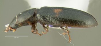 Media type: image;   Entomology 612592 Aspect: habitus lateral view